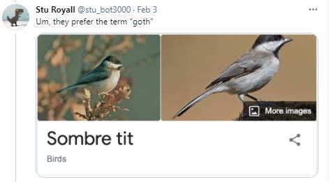 Birds - Ornithologists - Sombre Tits.JPG